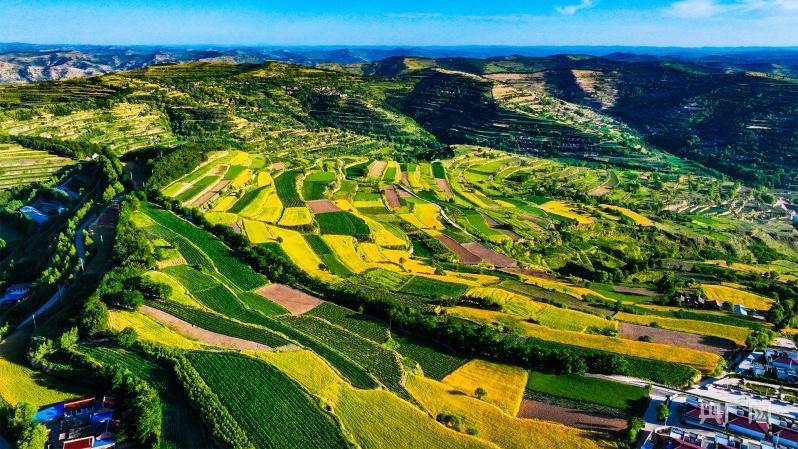 甘肃庄浪麦黄时节梯田美如画