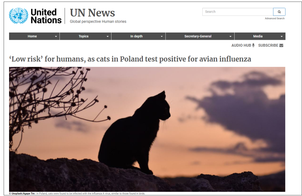 世卫：波兰猫类中发现禽流感疫情，受感染的猫数量多、波及范围广今日热点-313啦实用网