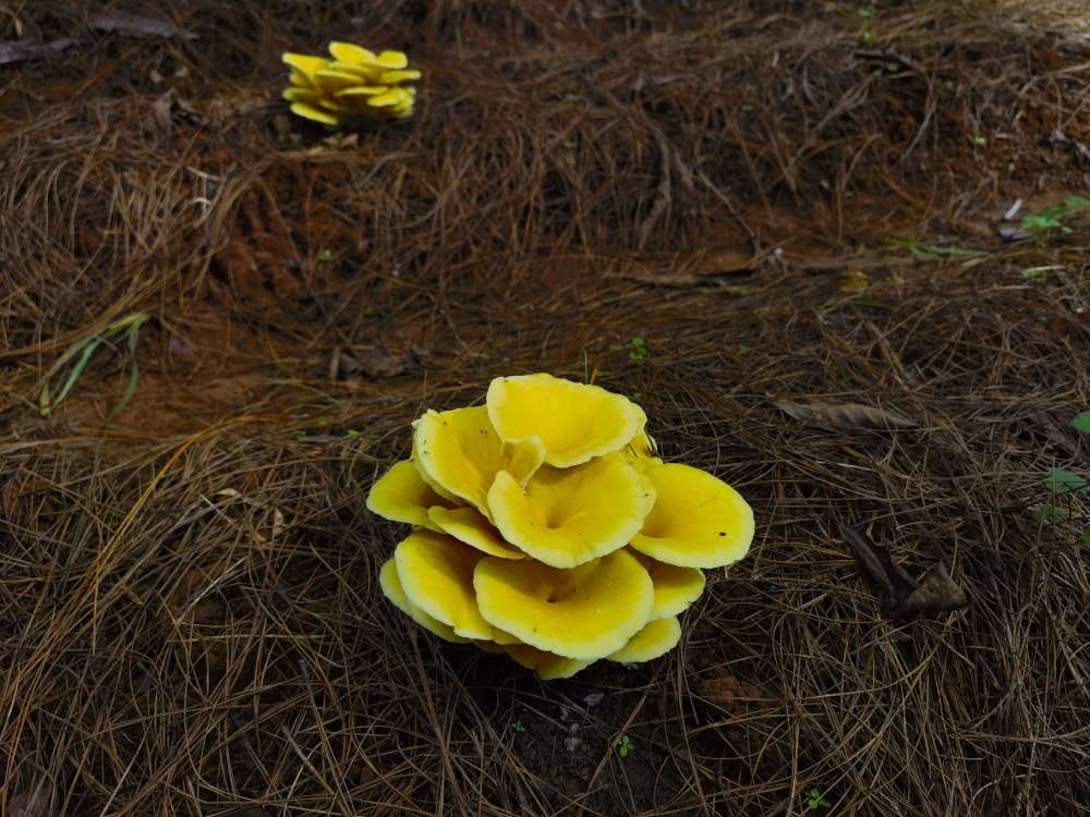 林下种植食用菌 开辟增收新路子_腾讯新闻