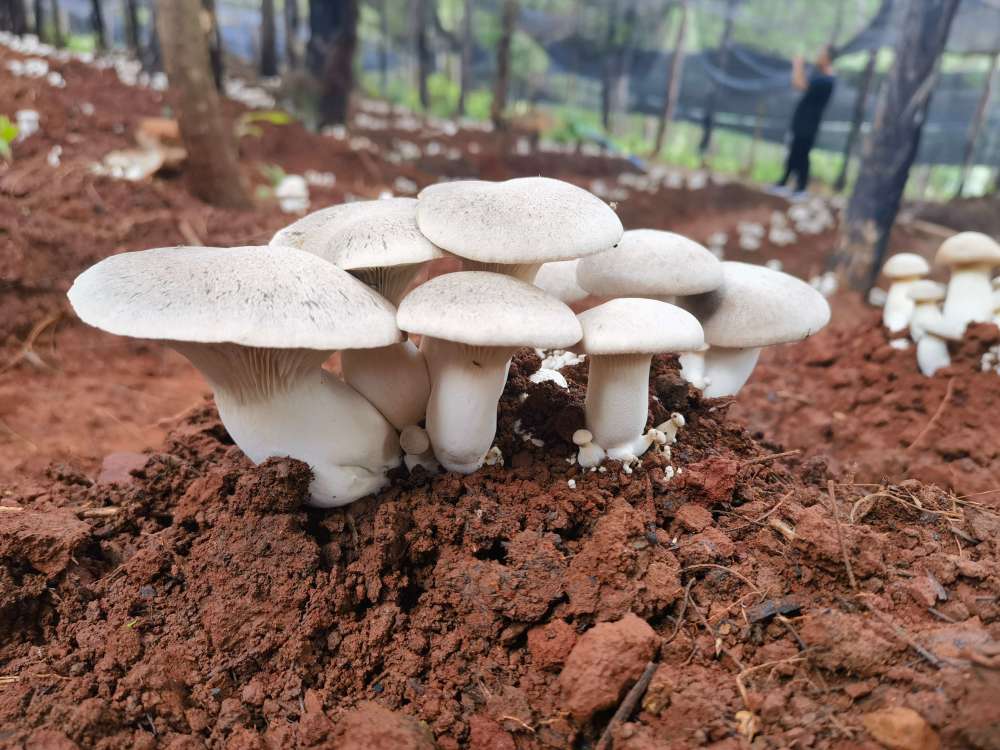 林下种植食用菌 开辟增收新路子_腾讯新闻