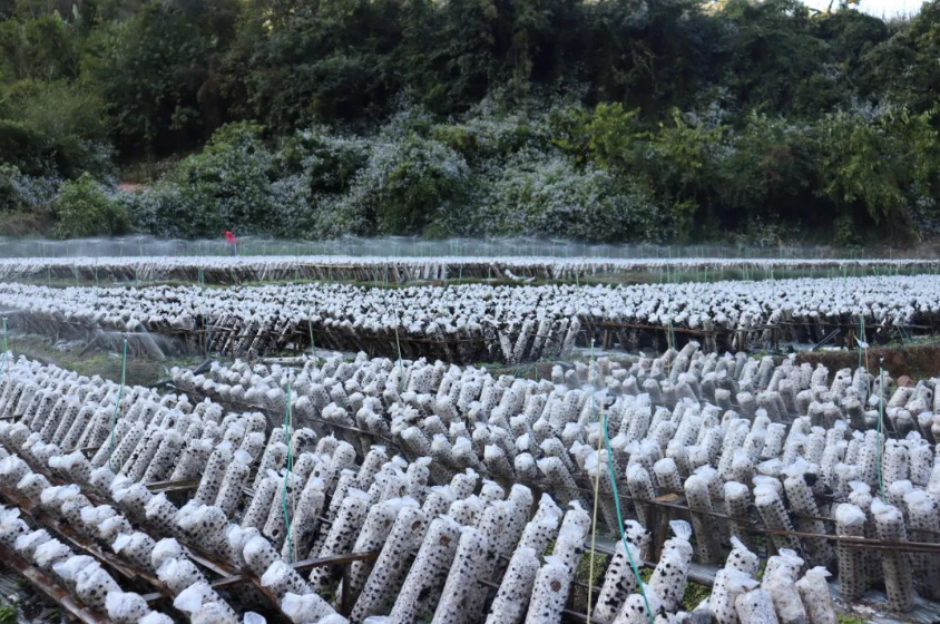 宁洱县梅子镇:黑木耳绽放"致富花" 村民采摘忙