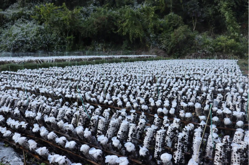 宁洱县梅子镇:黑木耳绽放"致富花" 村民采摘忙