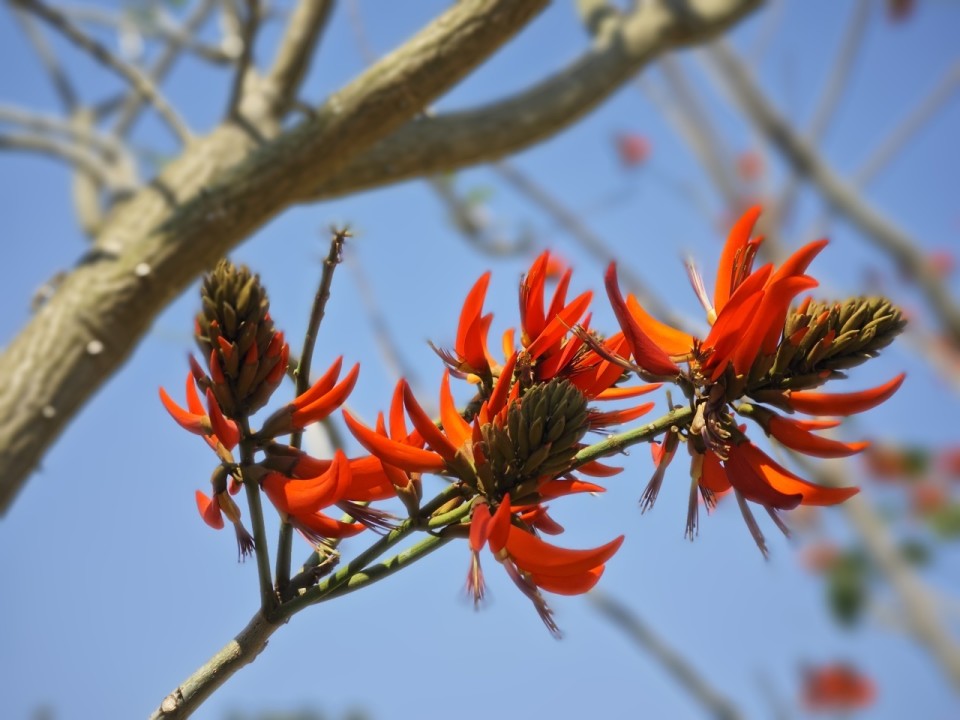 春风十里丨春日刺桐遇见一抹肆意红