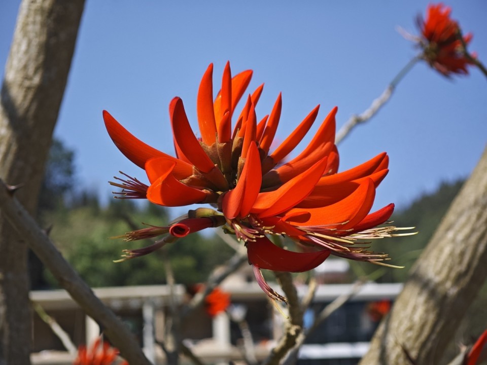 春风十里丨春日刺桐遇见一抹肆意红