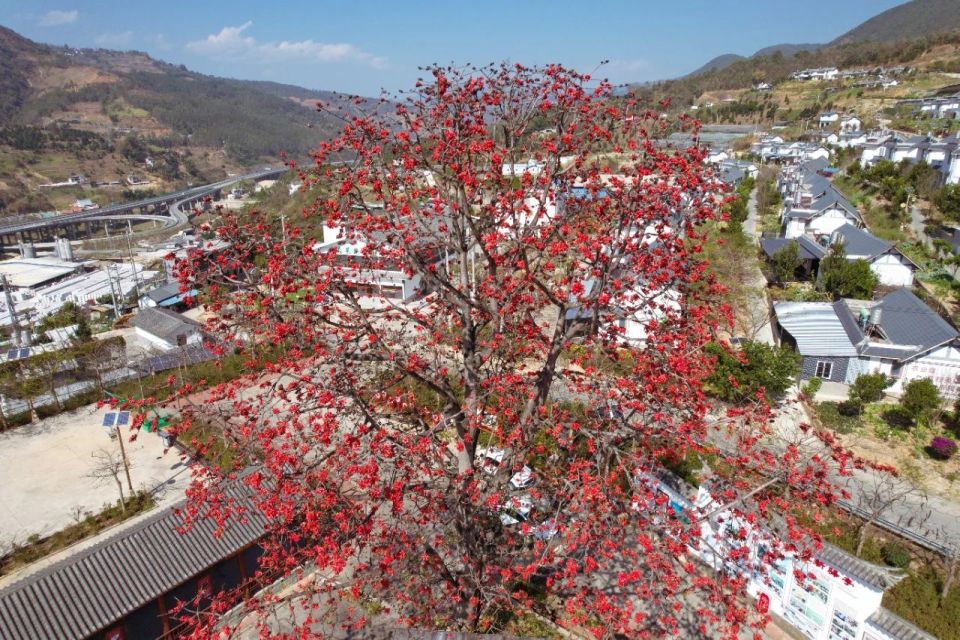 其间一簇簇向阳而开枝头缀满了花朵驿亭新村的百年攀枝花树春意正浓