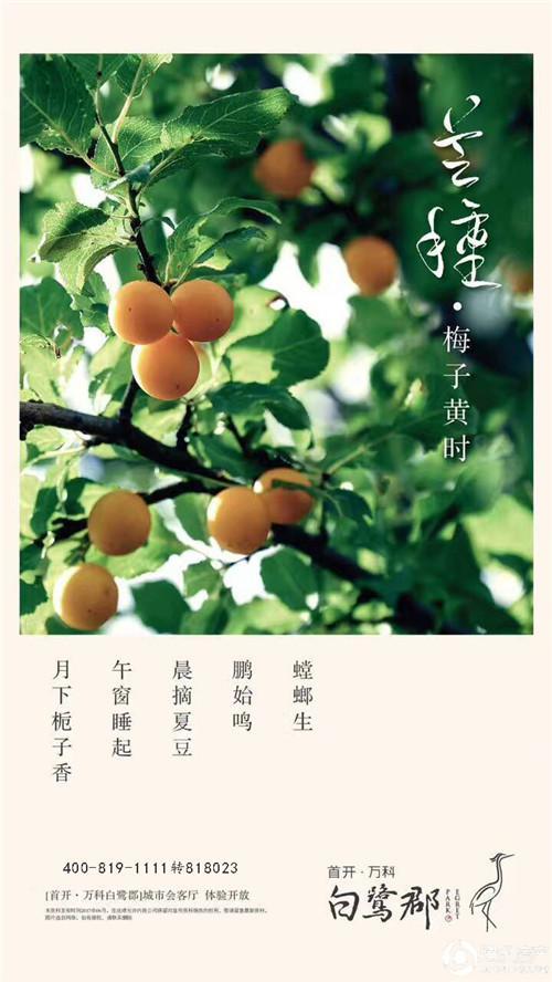 芒种时节 看看厦门地产圈这文案 就问你服不服