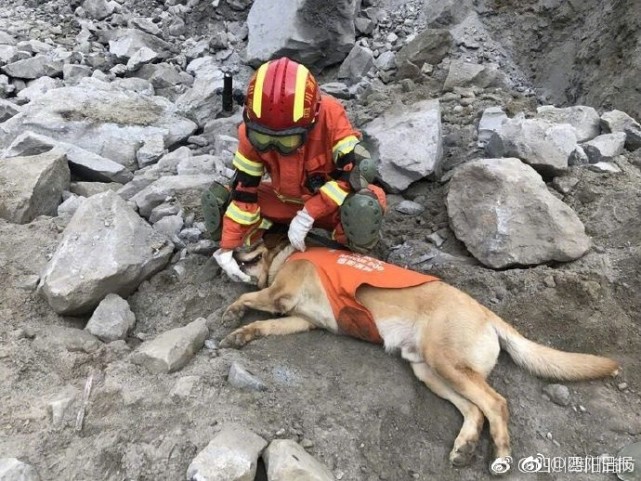 四川垮塌救援现场搜救犬小虎累瘫在地