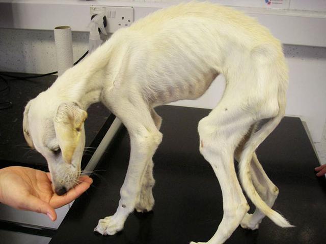 悲惨狗狗瘦得皮包骨头美丽女孩将其收养一年后成为最帅伴郎