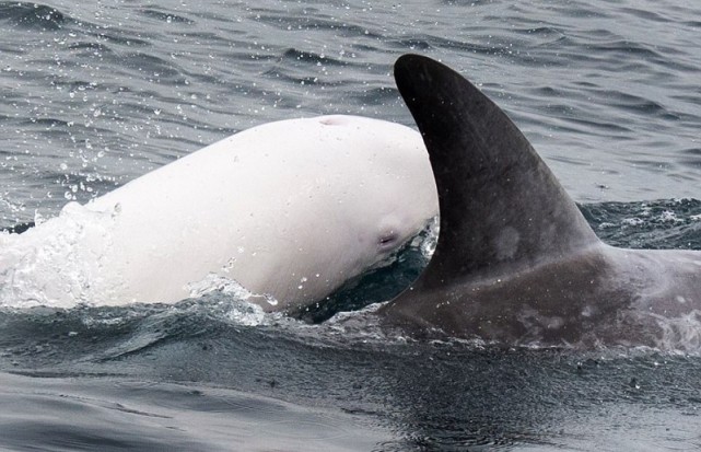 加州海湾现罕见白化海豚 如蓝海珍珠