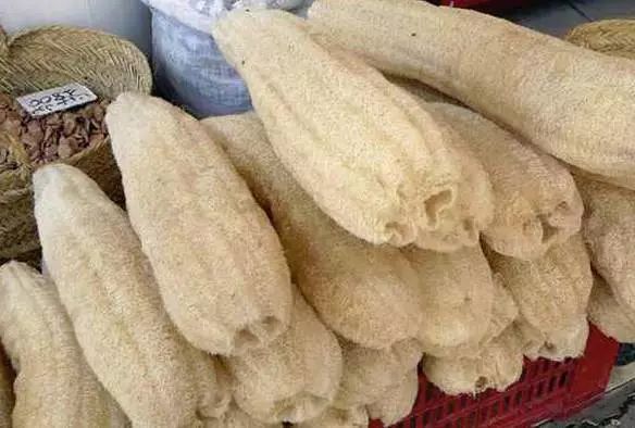 丝瓜络为葫芦科植物丝瓜或粤丝瓜的成熟果实的维管束.