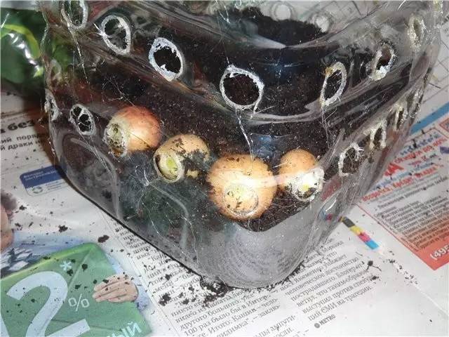 塑料瓶|巧用塑料瓶种大蒜洋葱，1个桶种一大片，吃都吃不完！