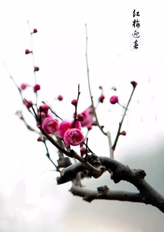 梅 兰 竹 菊 大饱眼福 梅花 兰花 菊花 幽兰