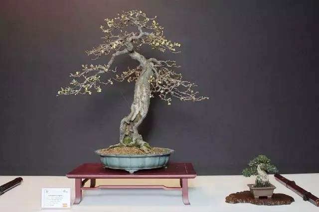 100首禅诗 100种禅意盆栽 100种绝美风情 明镜 桃花 白云 清风