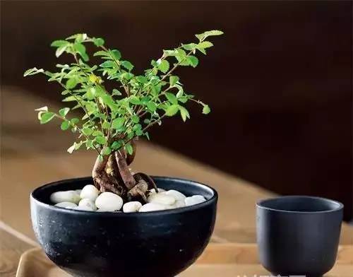 100首禅诗 100种禅意盆栽 100种绝美风情 明镜 桃花 白云 清风