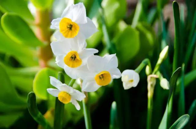 中国十大名花欣赏 美极了 大开眼界 光新闻客户端