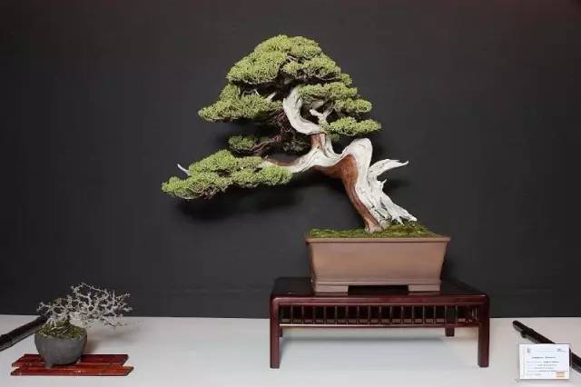 100首禅诗 100种禅意盆栽 100种绝美风情 明镜 桃花 白云 清风