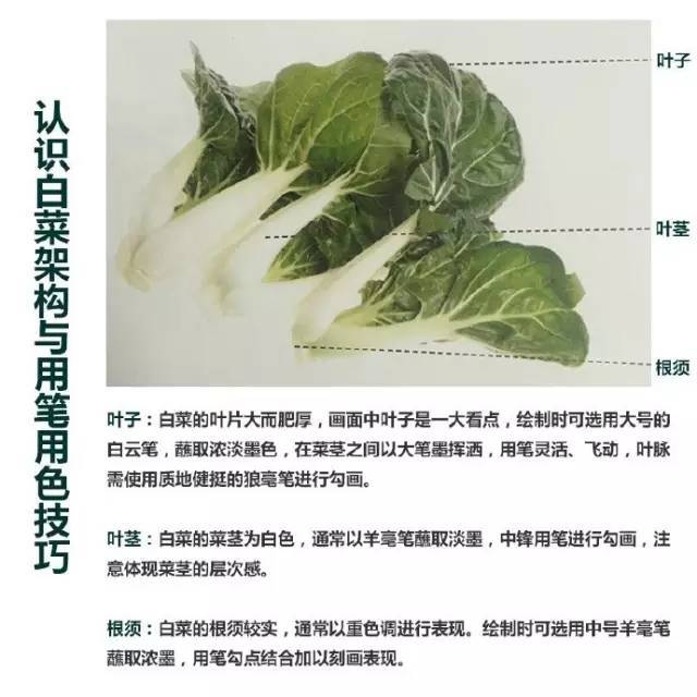 国画教程白菜的画法