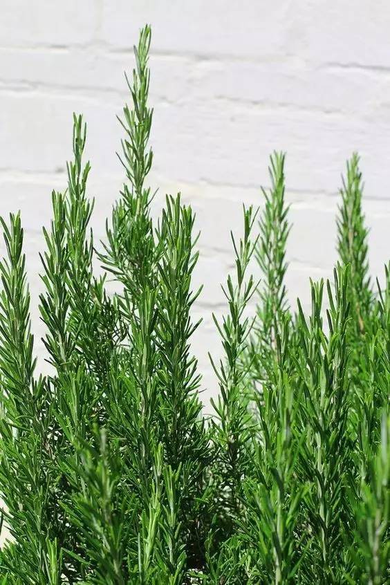 东南亚有好多驱蚊膏都是用香茅做的.