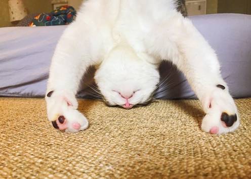 猫趣当你看到猫咪的半身照时你会想到什么