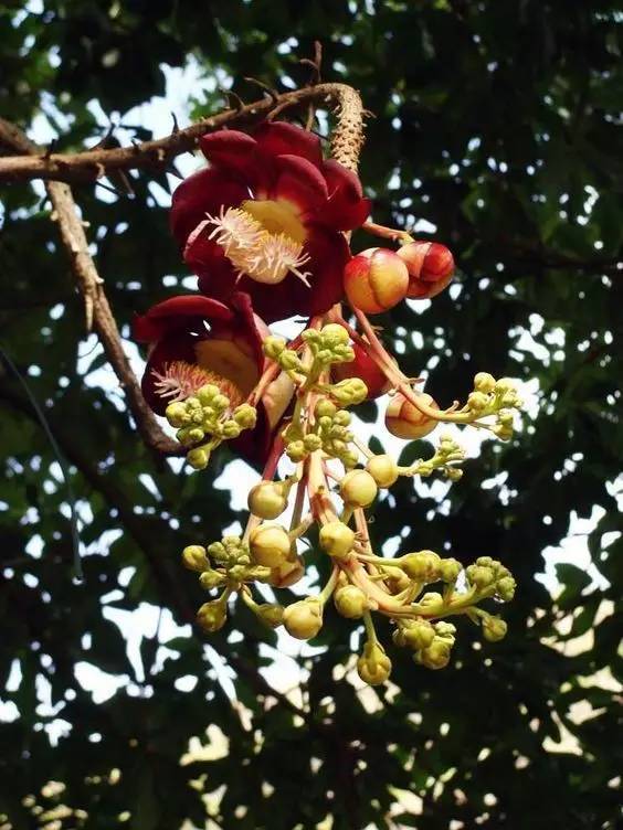 菩提树开花吉祥如意