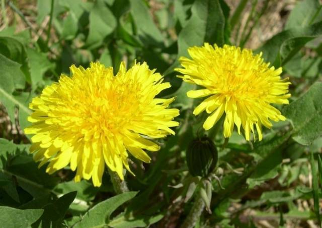 野菜|一种野菜治一种病，今年春天，千万不能再错过这些野菜！