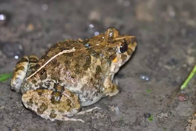 麻城农村河里的十大野味排名第一的有钱都难买到