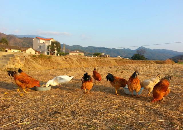 刚刚还活蹦乱跳的鸡鸭这时候都将变成美味!
