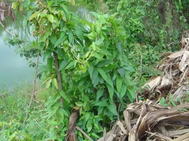 海丰人常吃的臭屁藤到底是什么