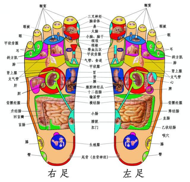 请用好足部反射区 每天多练练 腾讯新闻