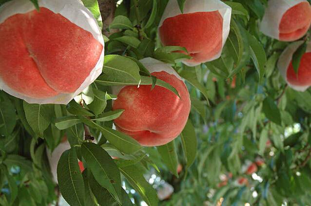 日本农业|日本农业：为什么走在世界农业的前沿？