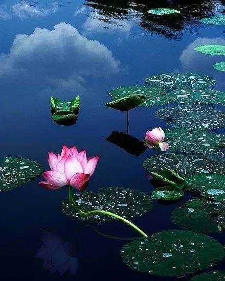 醉荷太美了真的太美了