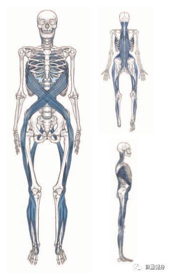 健身先健脑,了解筋膜经线