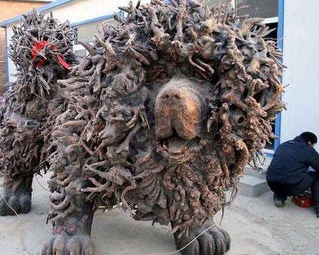 百万元的巨型藏獒重达三吨就说你见过没