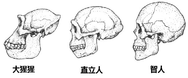 有因必有果,人类在头骨进化的过程中,下颌骨逐渐变小,导致骨头上没有
