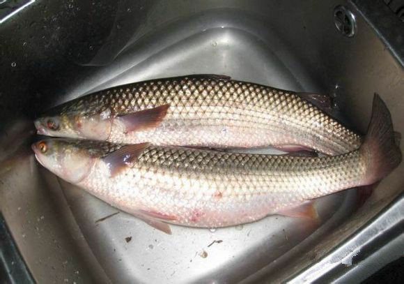 史上最全海(河)鲜你吃过几种?终于见识了