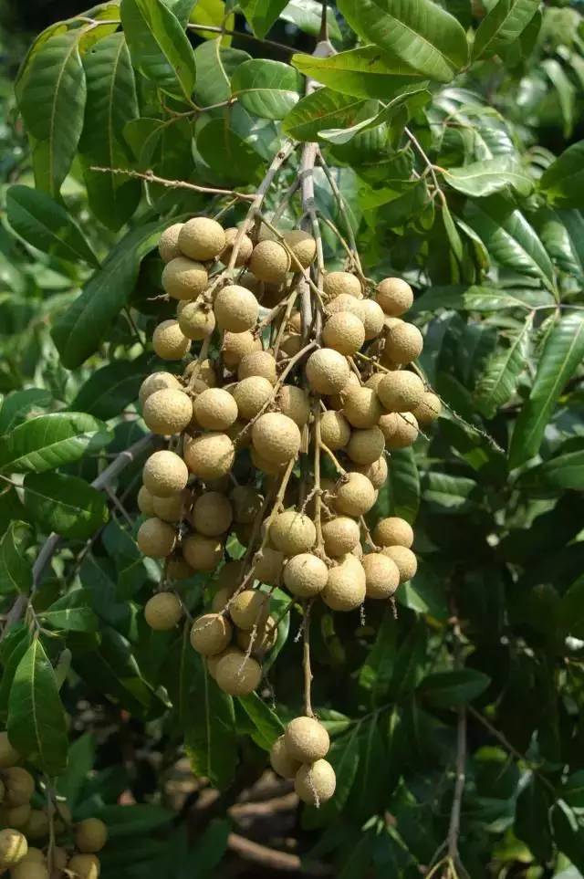 奇葩故事:海南的这种水果为什么叫"龙眼",因为吃它能抗衰老?