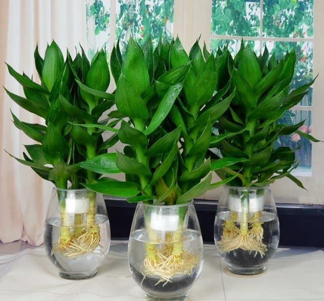 种植这些植物 就相当于是天然的加湿器