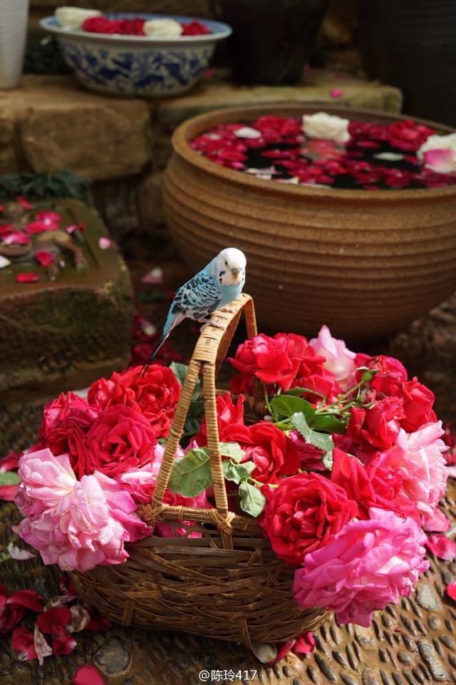 杨丽萍的私家花园,精致一生的美!