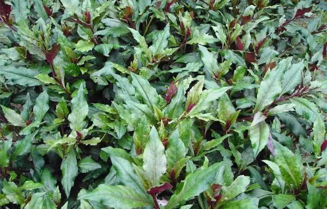 遵义人四月鲜如约而至快端上餐桌