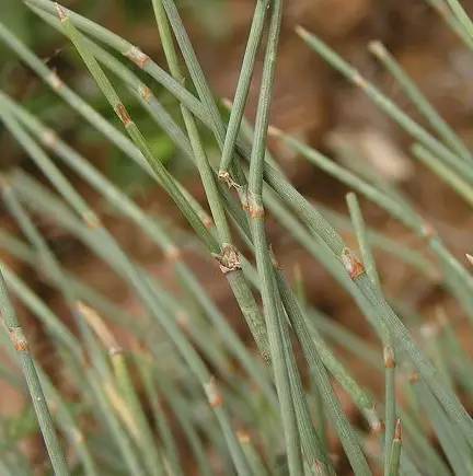 【收藏】中药最牛排行榜!