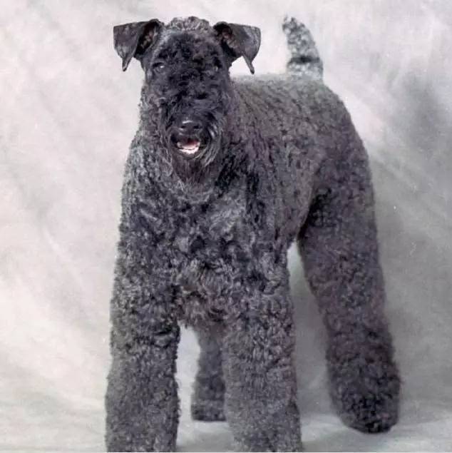 他常常被人叫做狼狗,其实狼狗的范围很大,德牧就是德牧.