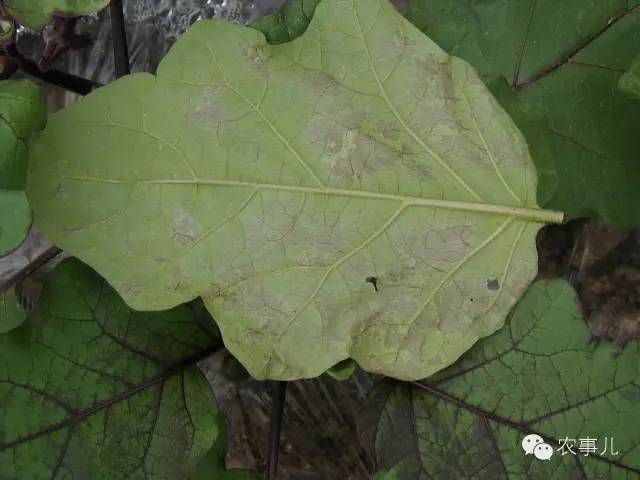 植保《黃瓜易產生藥害 根本原因在哪裡》《茄子病蟲害識別及防治技術