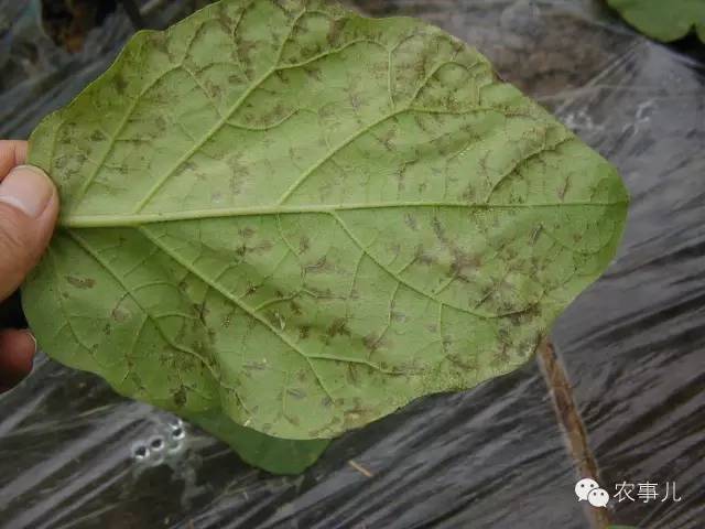 植保《黃瓜易產生藥害 根本原因在哪裡》《茄子病蟲害識別及防治技術