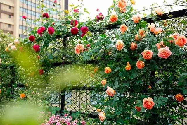 火遍魔都超700㎡网红花园,看过的人都被圈粉