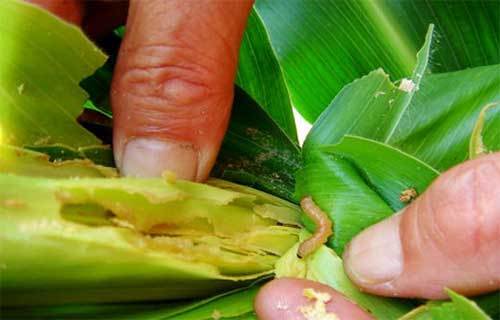 农村庄稼常见六种害虫,易出现在哪些作物上如何防治,你知道吗