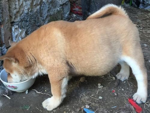 农村土狗小胖墩饭量惊人还长大个子主人看了都悲喜交加