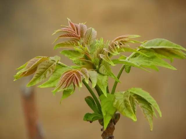 让家里的风水好上加好就种这些花