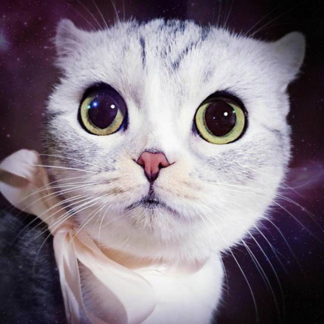世界上最大眼睛的猫咪圈粉无数