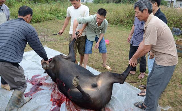 实拍农村杀牛全过程,辛辛苦苦劳累一辈子,却死在自己主人手里_腾讯