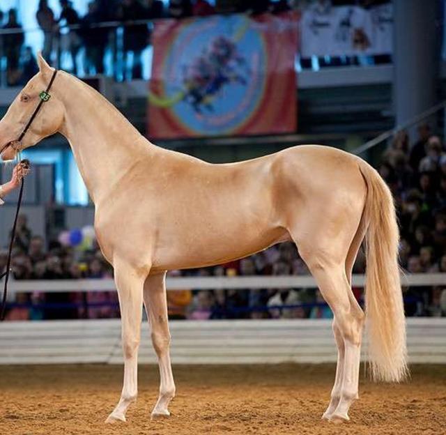 被称为全世界最帅的马王子拥有完美般体型更是马中之贵族